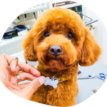 From Scruffy To Chic: The Ultimate Dog Grooming Guide